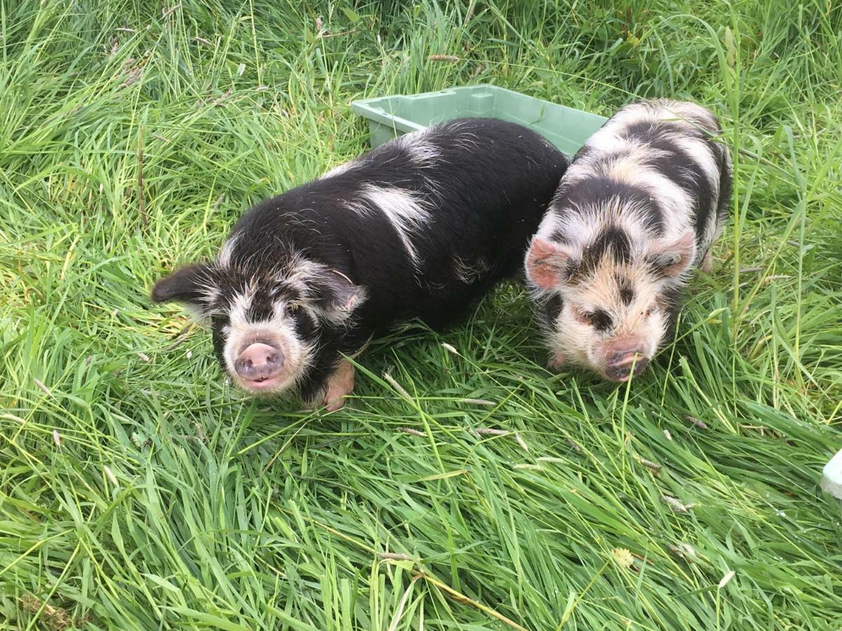 North Tamerton Well Farm Cottages מראה חיצוני תמונה